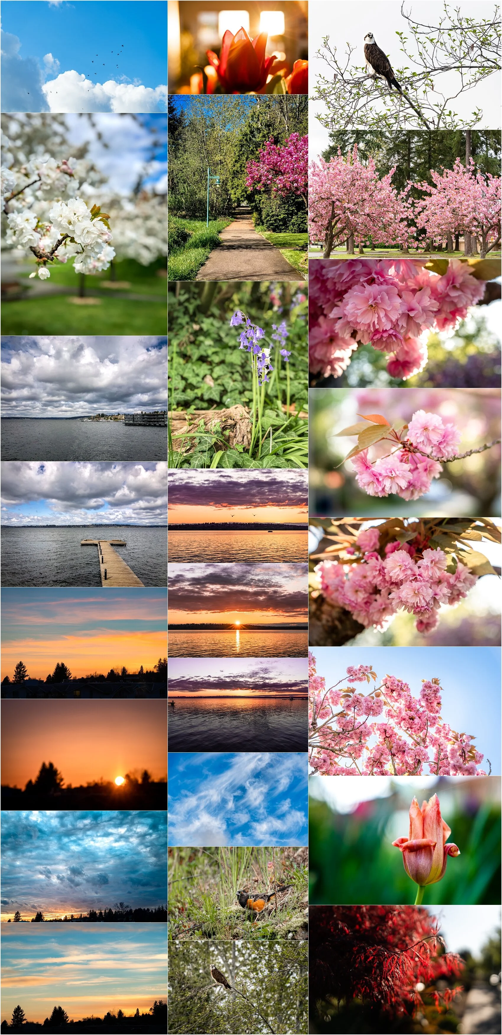 2020.03.25 Walk with Nature Seattle Washington © Jennifer Carr Photography-7_Collage.jpg