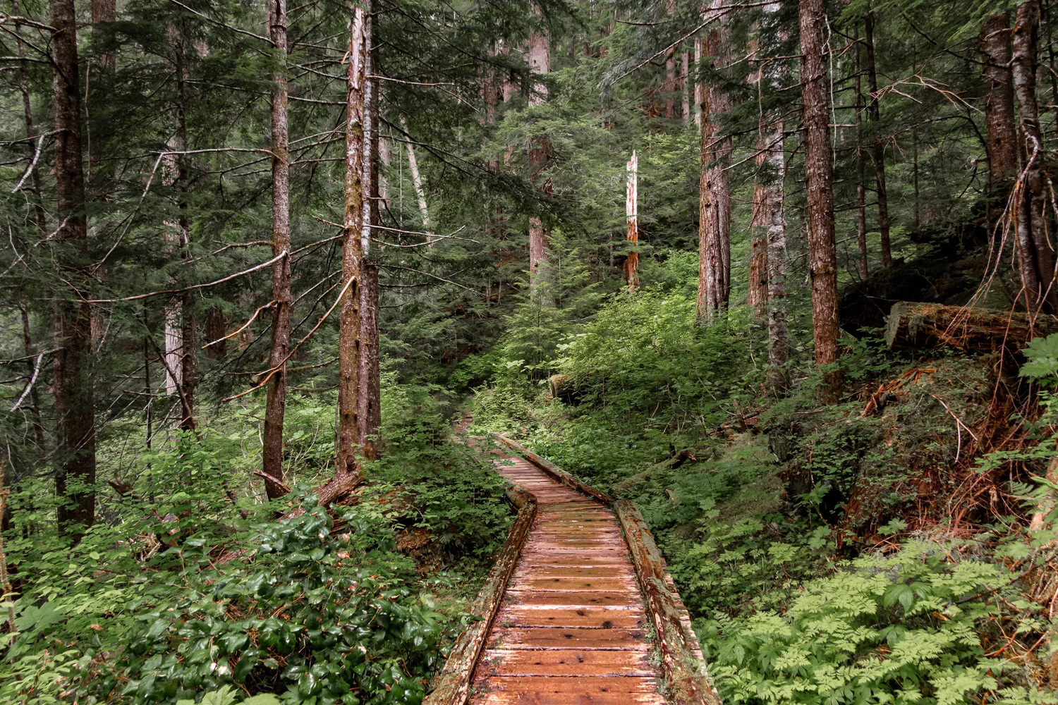 Deer lake olympic national park