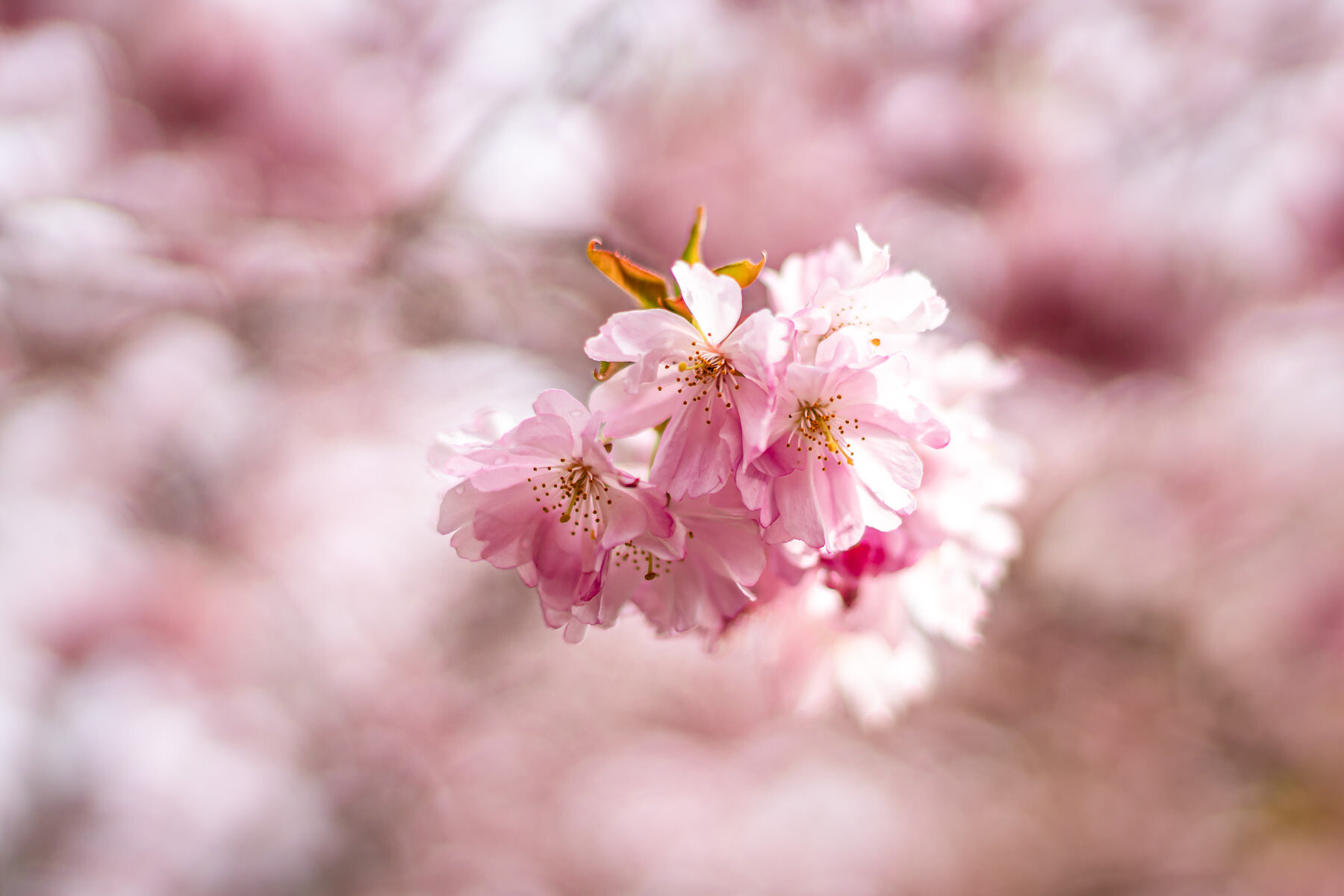 Cherry Blossoms-6-2.jpg