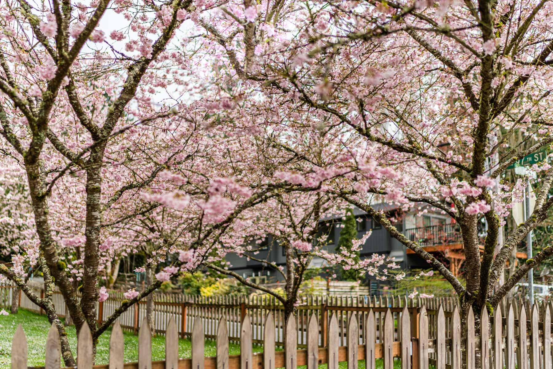 Cherry Blossoms-4-2.jpg