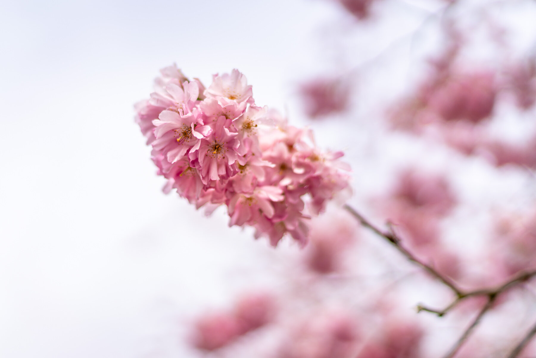 Cherry Blossoms-3-2.jpg