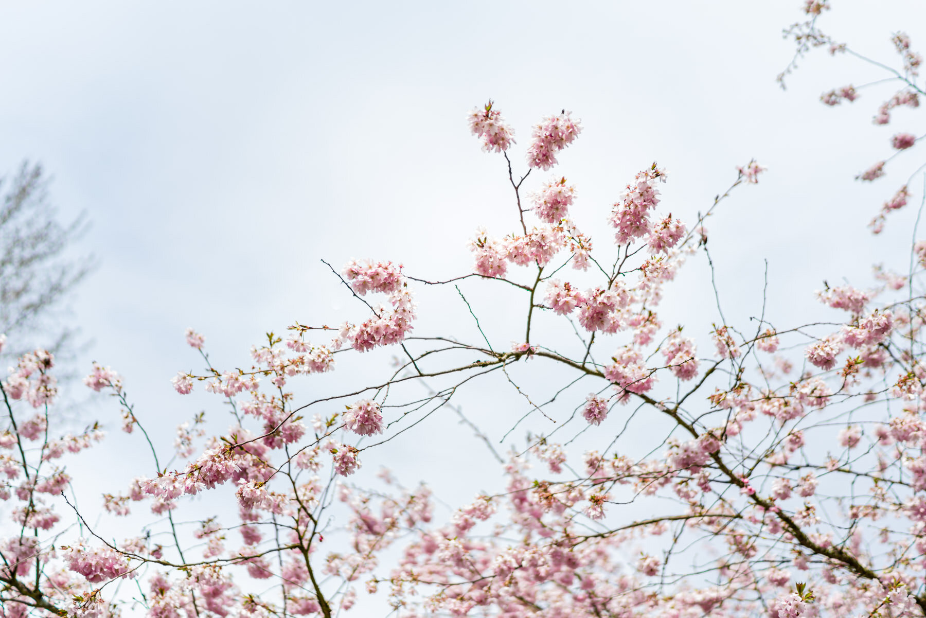 Cherry Blossoms-7-2.jpg