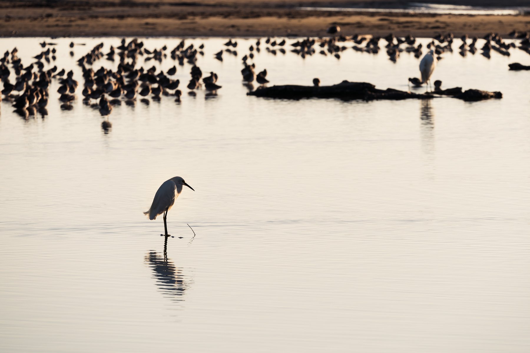 Back Bay National Wildlife Refuge