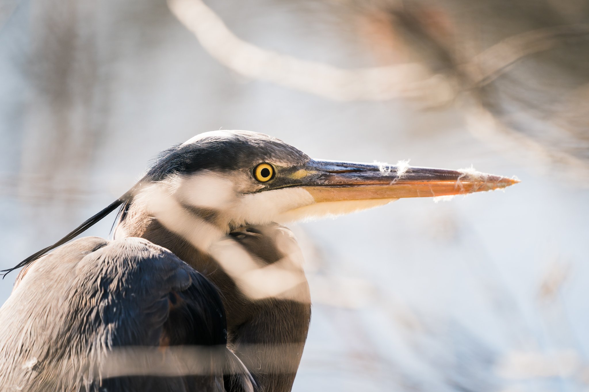 Great Blue Heron at Back Bay National Wildlife Refuge