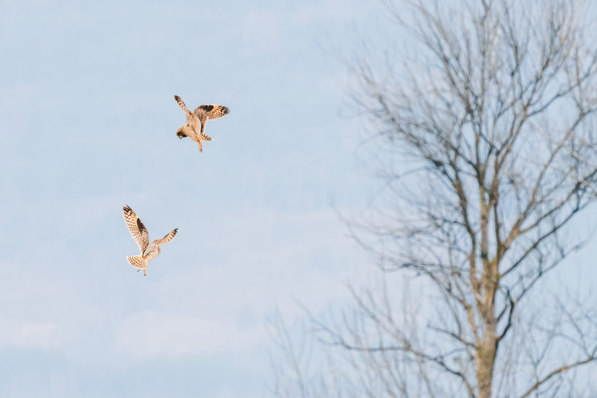I could sit all day and watch the Short Eared Owls.  They are as fascinating as they are beautiful.  When they battle each other over territory, it's like a beautifully composed ballet. 

📷 @sonyalpha a7rV + 200-600 G

#clickcommunity #clickproelite