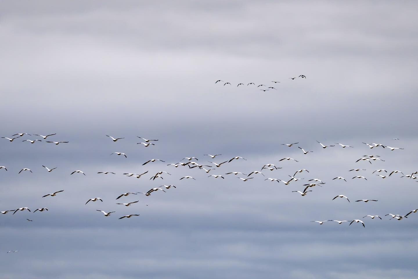 Each winter, snow geese flock to Fir Island in the Skagit Valley, north of Seattle.  It is estimated that over 80,000 geese visit before making the long journey to their home in Russia.  I had pulled over to watch the geese in the fields, too far in 