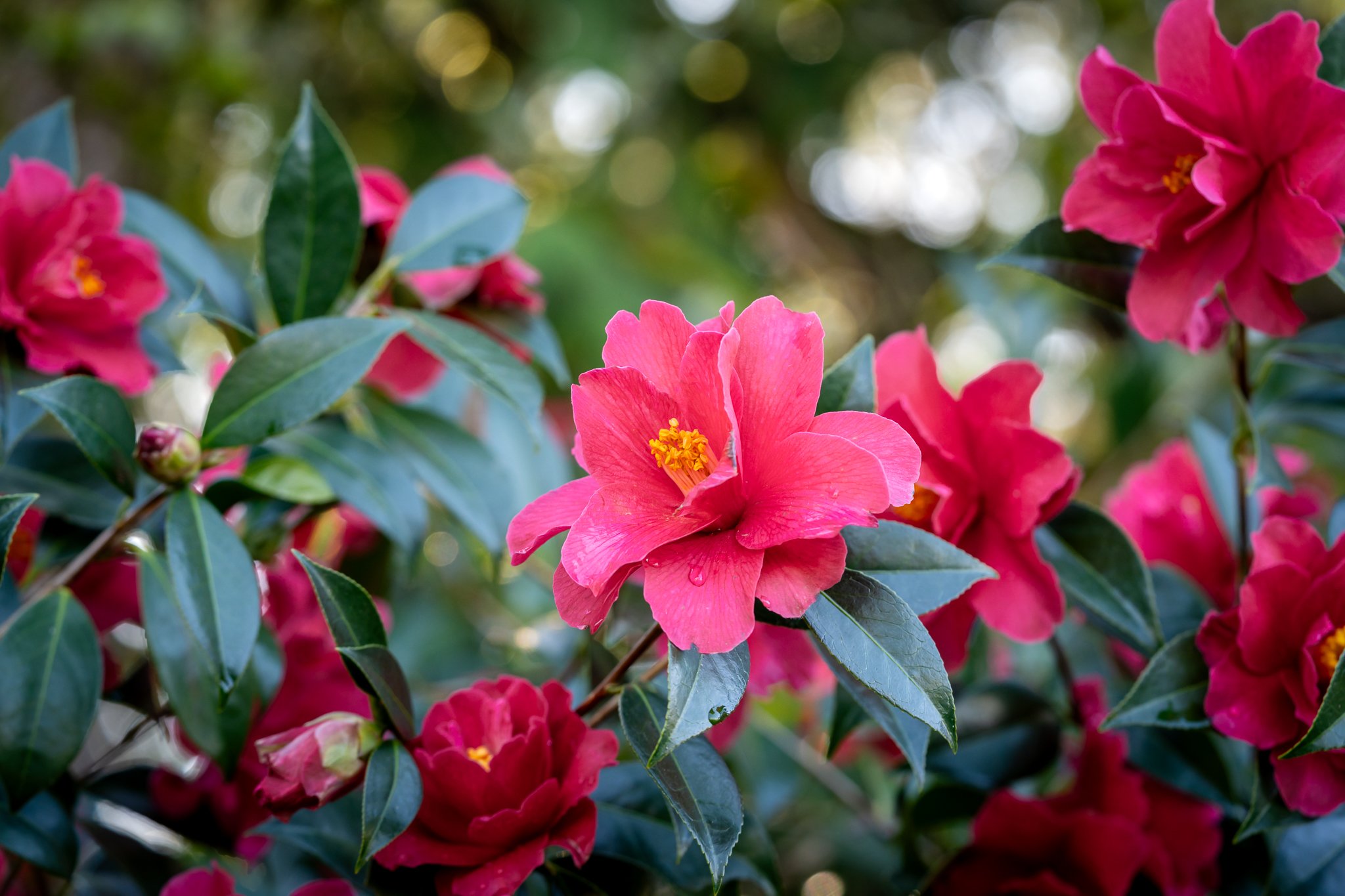 Flowers are popping all over the Seattle area, but it was this beautiful rose of winter that captured my heart at the @bellevuebotanical. 

📍 Belleveue Botanical Gardens
📷 @sonyalpha a7rV + 90 mm macro

#camellia #bellevuebotanicalgarden #flowerpho
