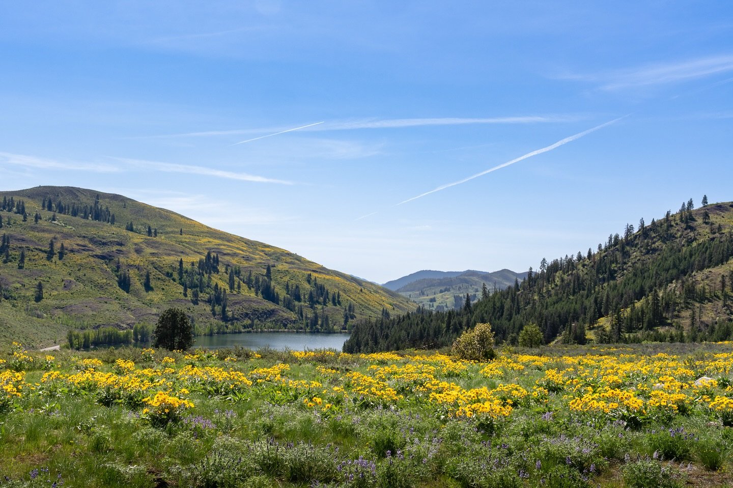 🌼When I went off to college, I decorated my room in sunflowers.  My quilt was green with bright yellow blossoms, a sunflower shaped pillow adorned my bed.  Sunflowers, to me, are the happiest of flowers. 

When I moved to the PNW and began to learn 