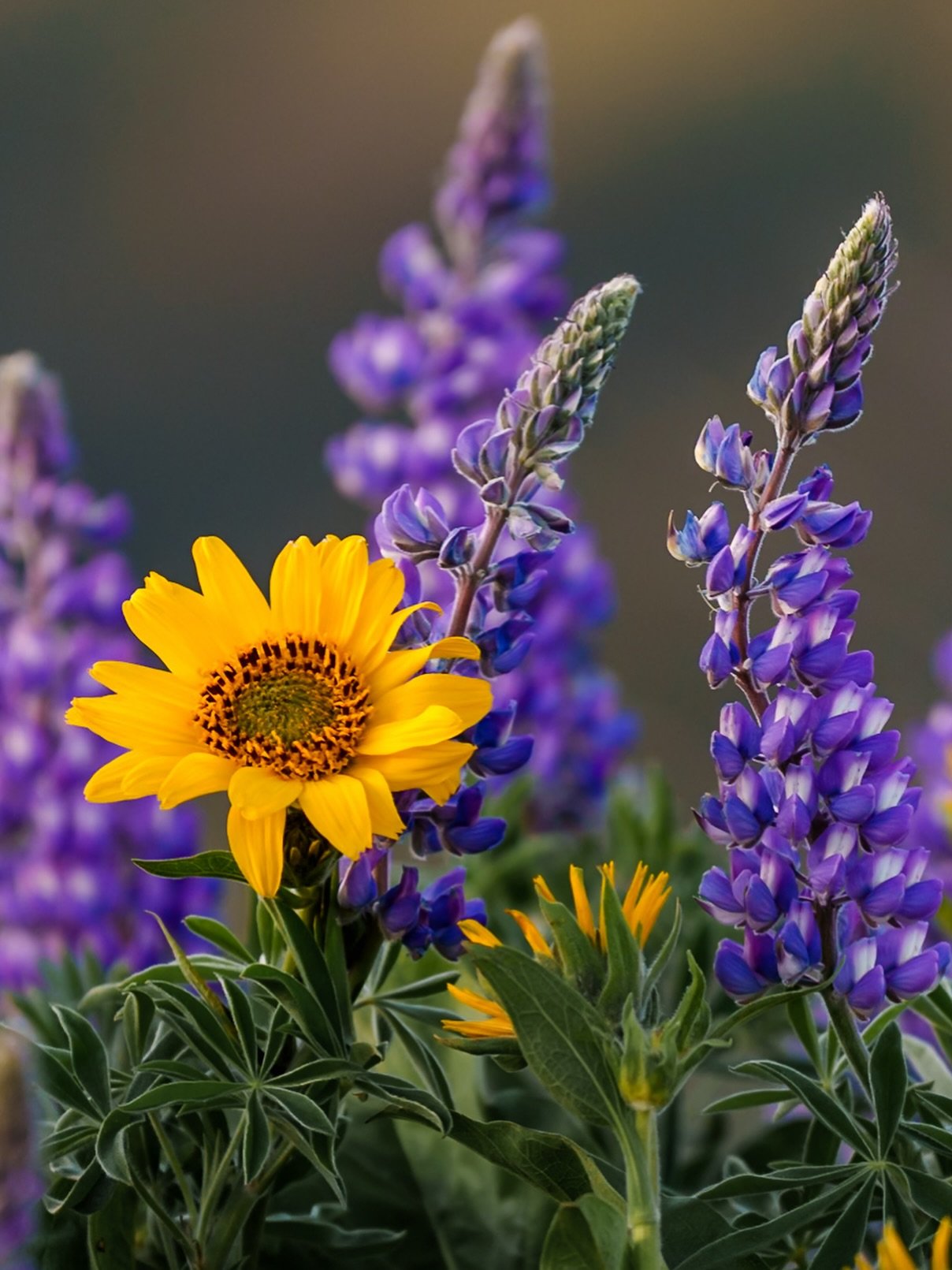 I&rsquo;m still in awe over the incredible wildflowers in the PNW this spring.  Often I find it hard to capture just how beautiful and miraculous nature is, but I&rsquo;ll keep on trying. 🌼💜💛

#columbiarivergorge #wildflowers #pnw #ColumbiaGorgeVi