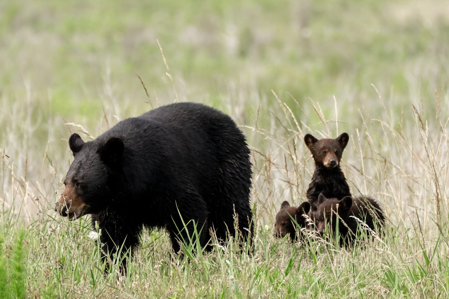 Mama Bear and her adorable cubs, captured a couple of weeks ago at Alligator River National Wildlife Refuge! 🐻 Especially loved watching the curious little one who kept popping up to take a look around- so cute!So lucky to experience moments like th