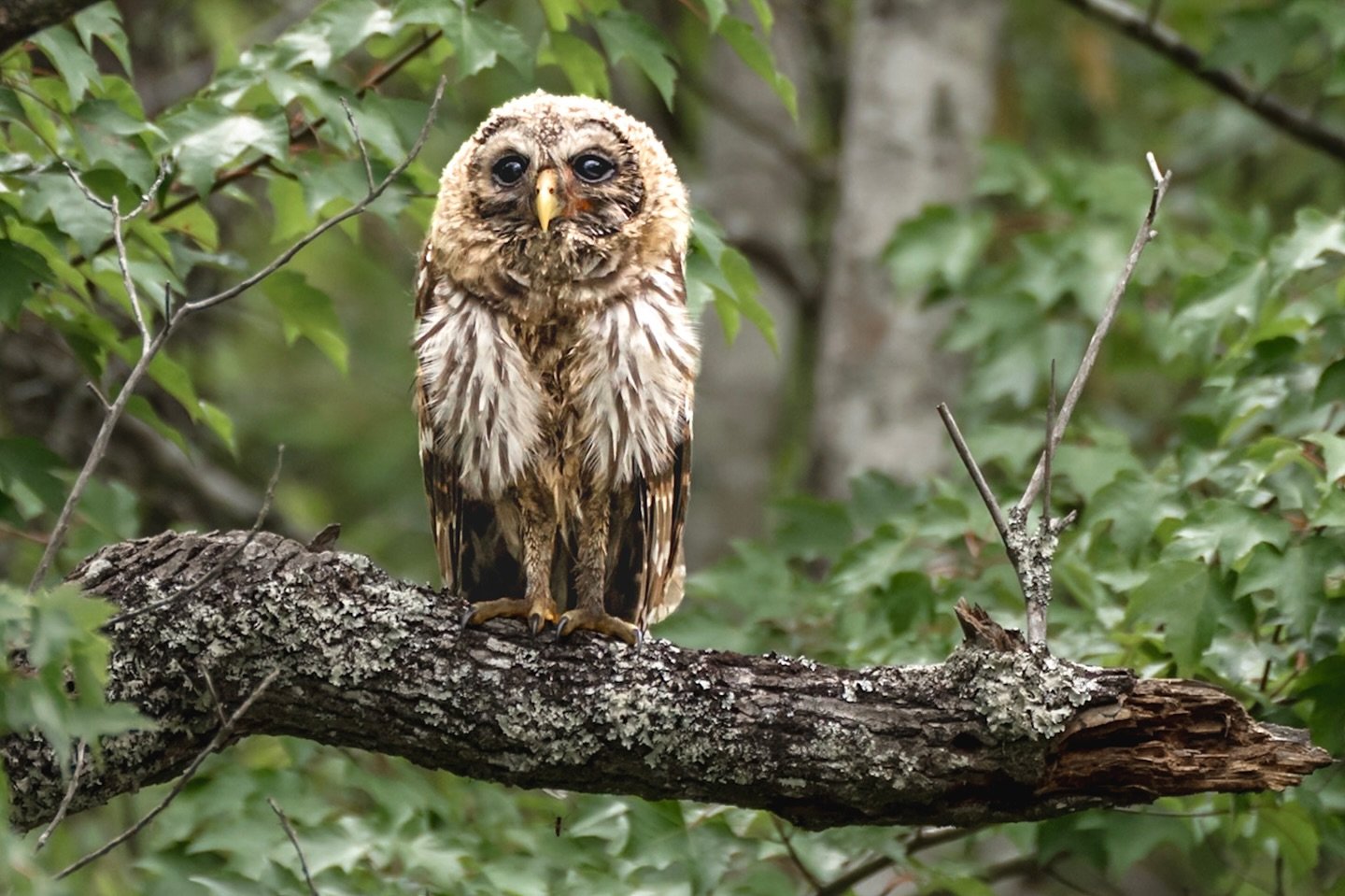Loved getting to seeing juvenile barred owls on our last visit to Alligator River.  Their fluffy feathers made them seem like they&rsquo;d just had a blowout, their coats full of volumn and shine 🤭

#barredowl #alligatorrivernationalwildliferefuge #