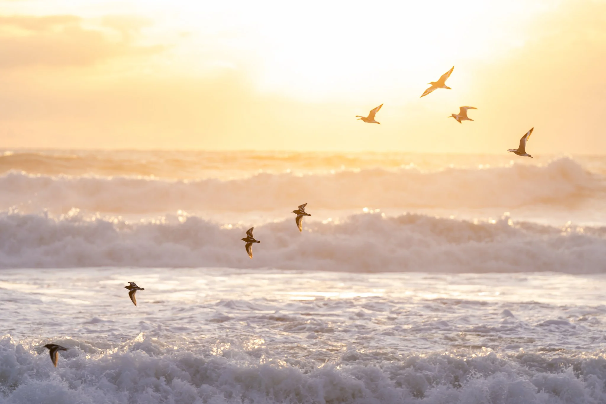 Wings of dawn, the shorebirds rise,
A fleeting dance in golden skies.
From slumbering sands, they take to air,
A symphony of wings, a whispered prayer.
A wild ballet, fast and free,
Shorebirds soaring, to the boundless sea.
We spend much of the Salt