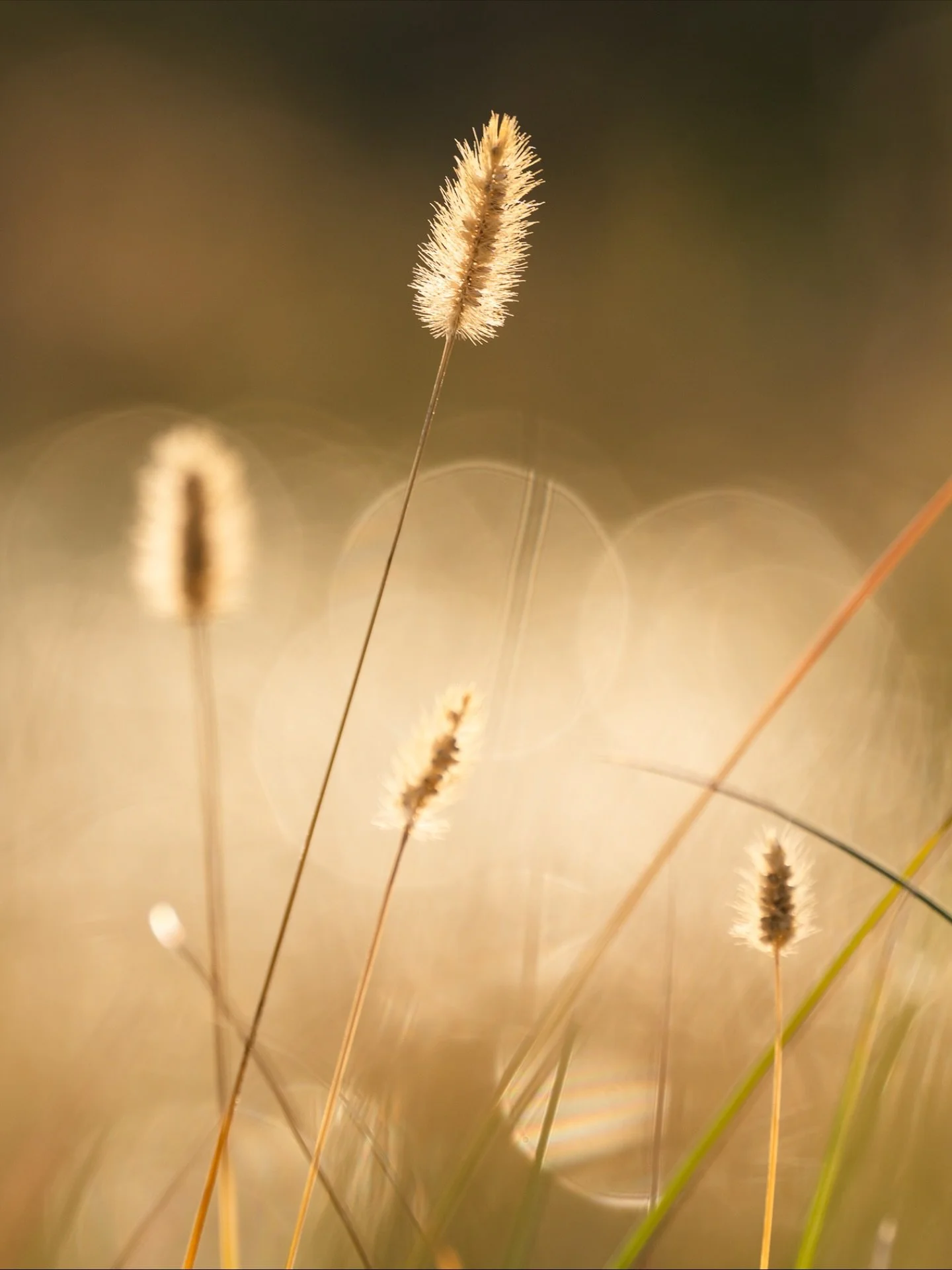 Little wonders are all around us, if only we stop to notice 💛 These little mascara wand grasses are one of my favorite signs of fall in the Outer Banks. 

#payattention #slowphotography #mindfulness