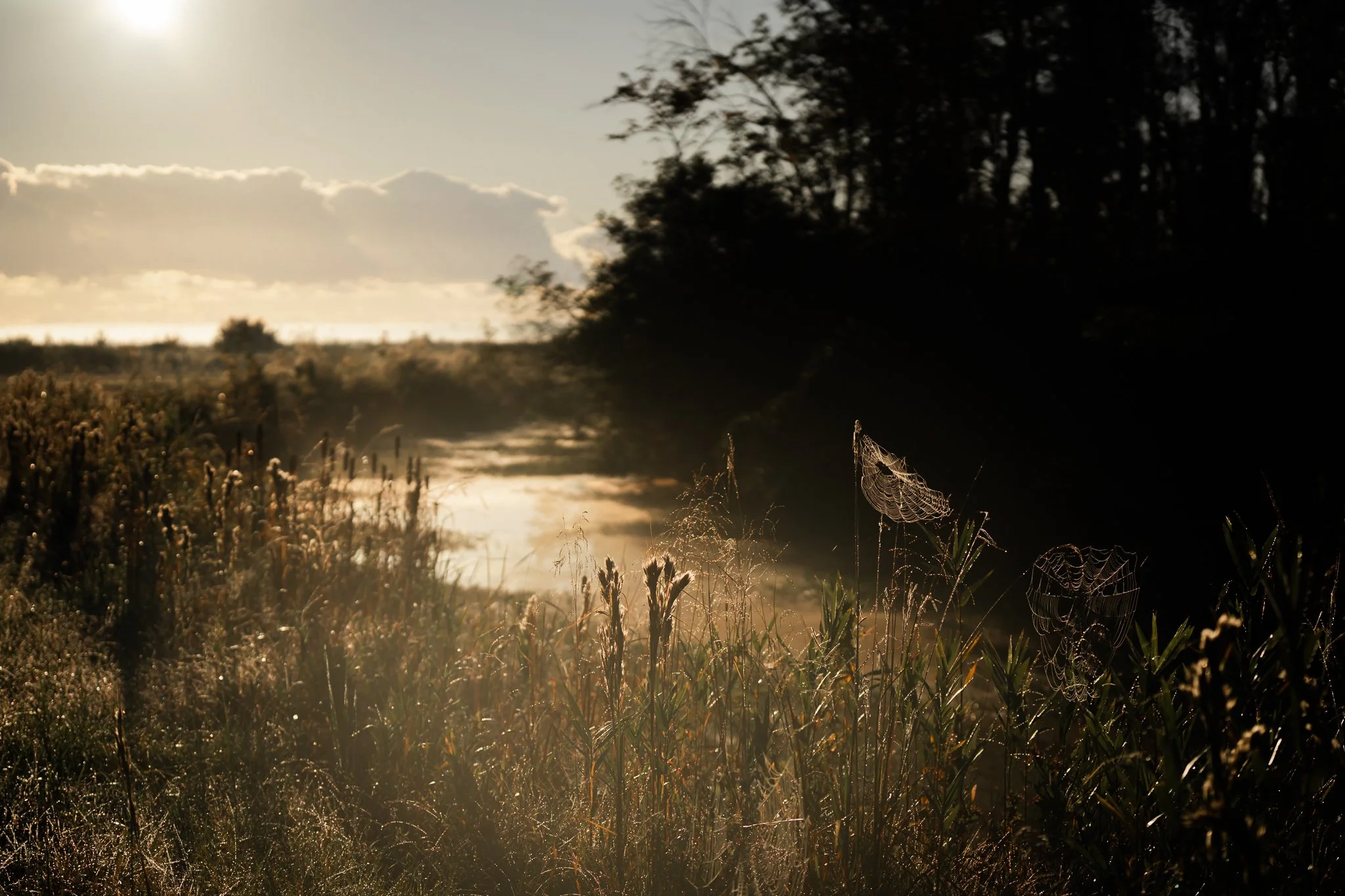 Caught in the web of the soft morning light, 
the new day dances at the edge of the shore. 
Hope rises as the fog lifts
a quiet promise whispered in the wind.
A soft reminder should I choose to hear 
that listening is as important as watching.

📸 Ou