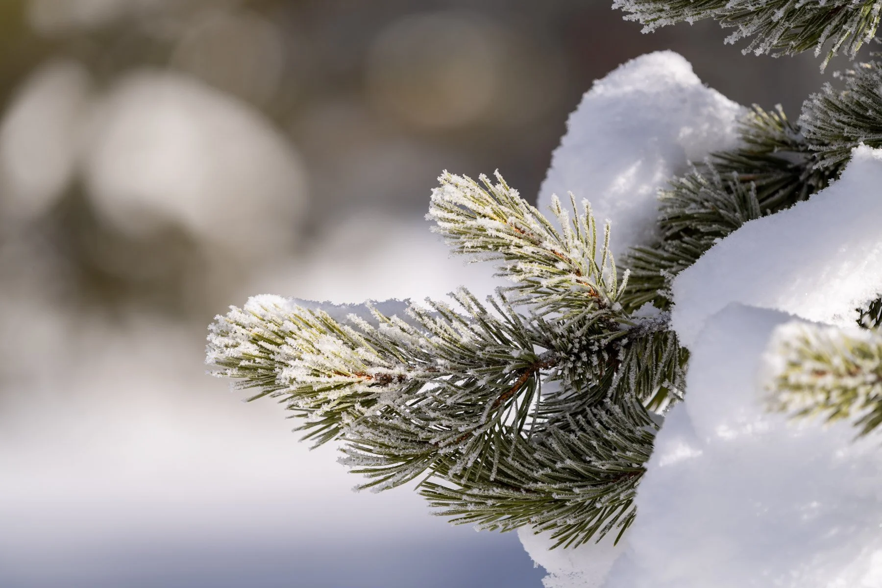 Yellowstone National Park Winter Landscape and Wildlife Photography-7.jpg