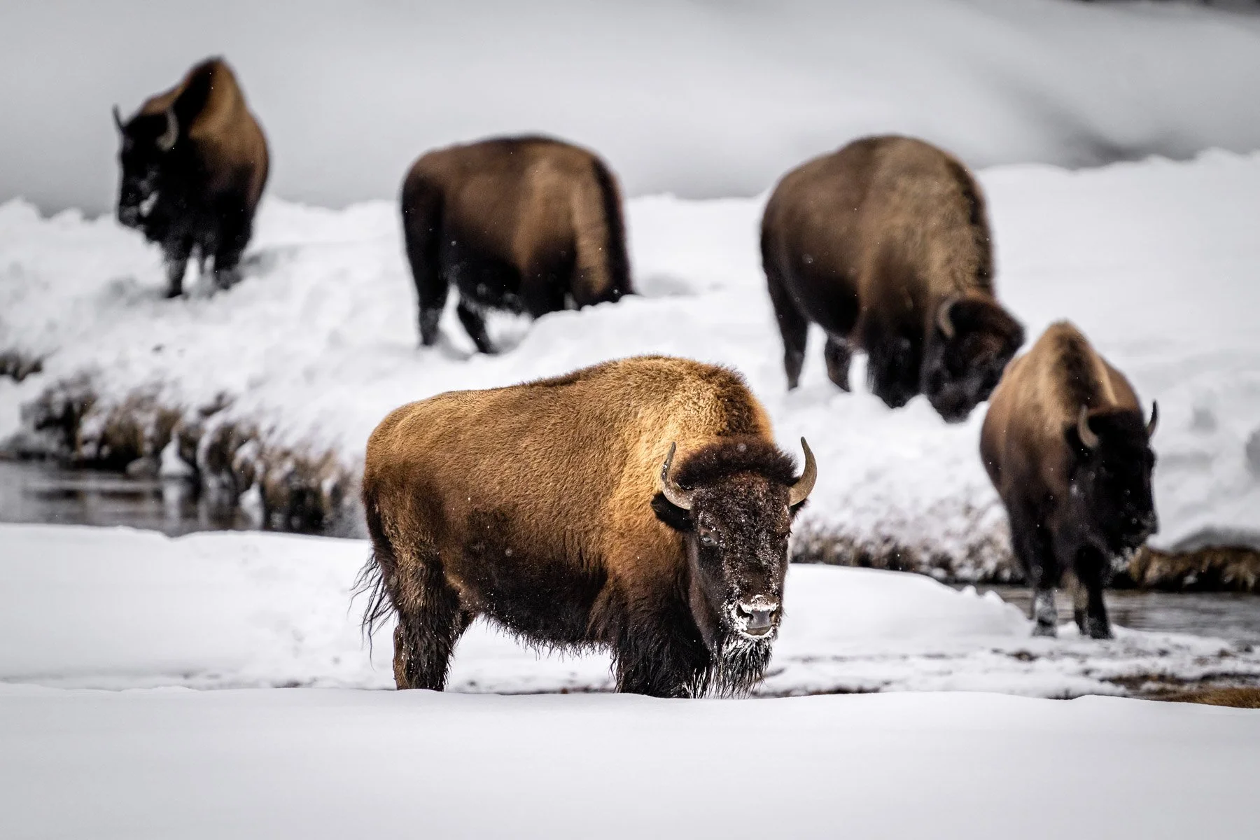 Yellowstone National Park Winter Landscape and Wildlife Photography-14.jpg