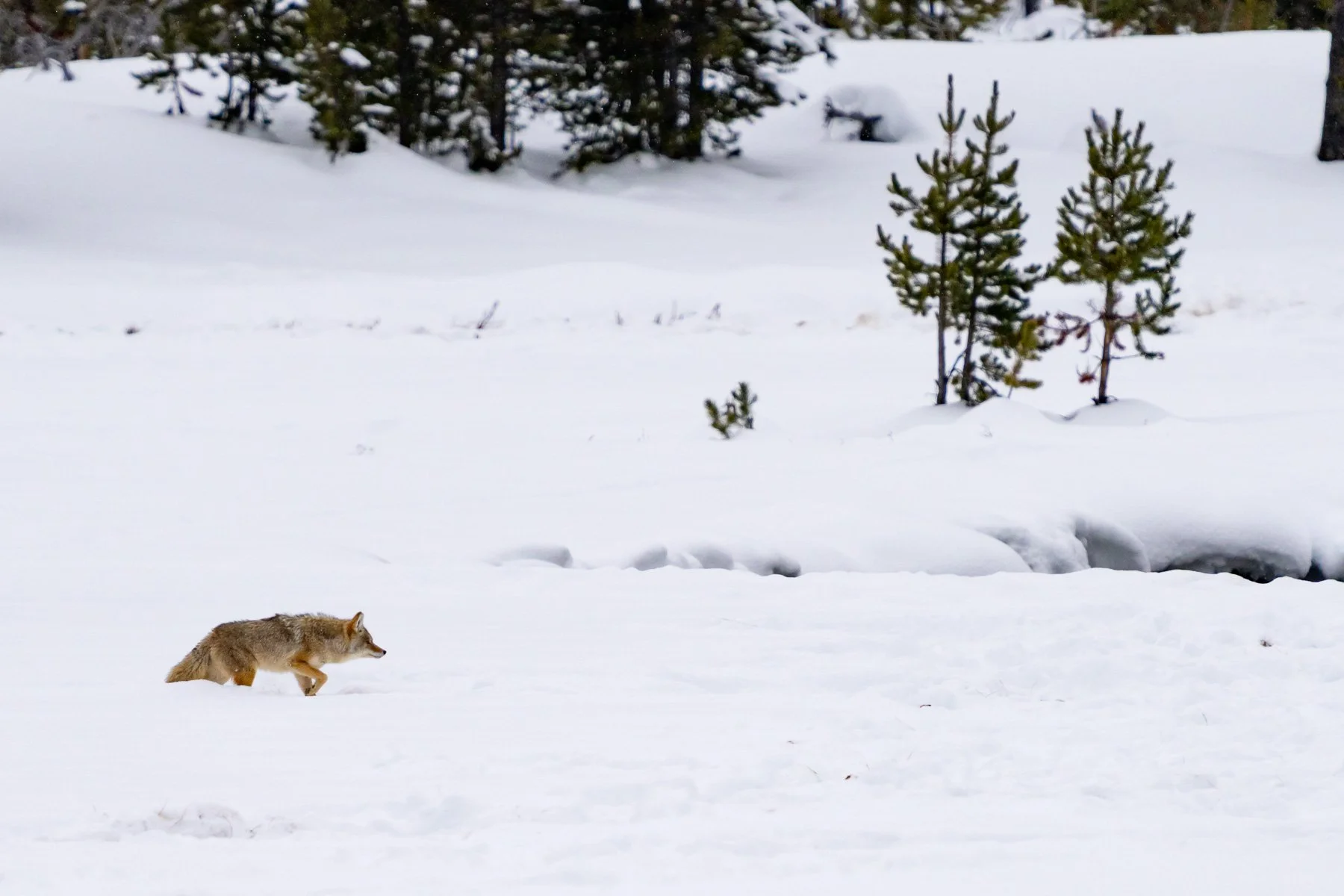 Yellowstone National Park Winter Landscape and Wildlife Photography-15.jpg