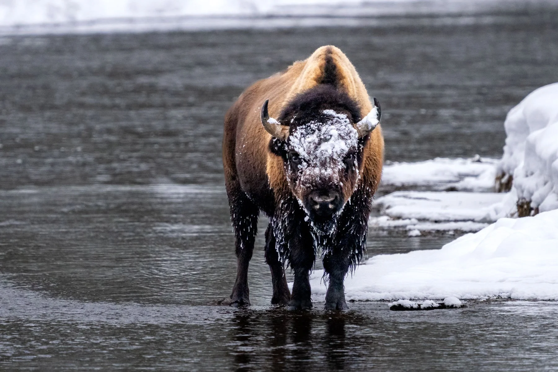 Yellowstone National Park Winter Landscape and Wildlife Photography-16.jpg