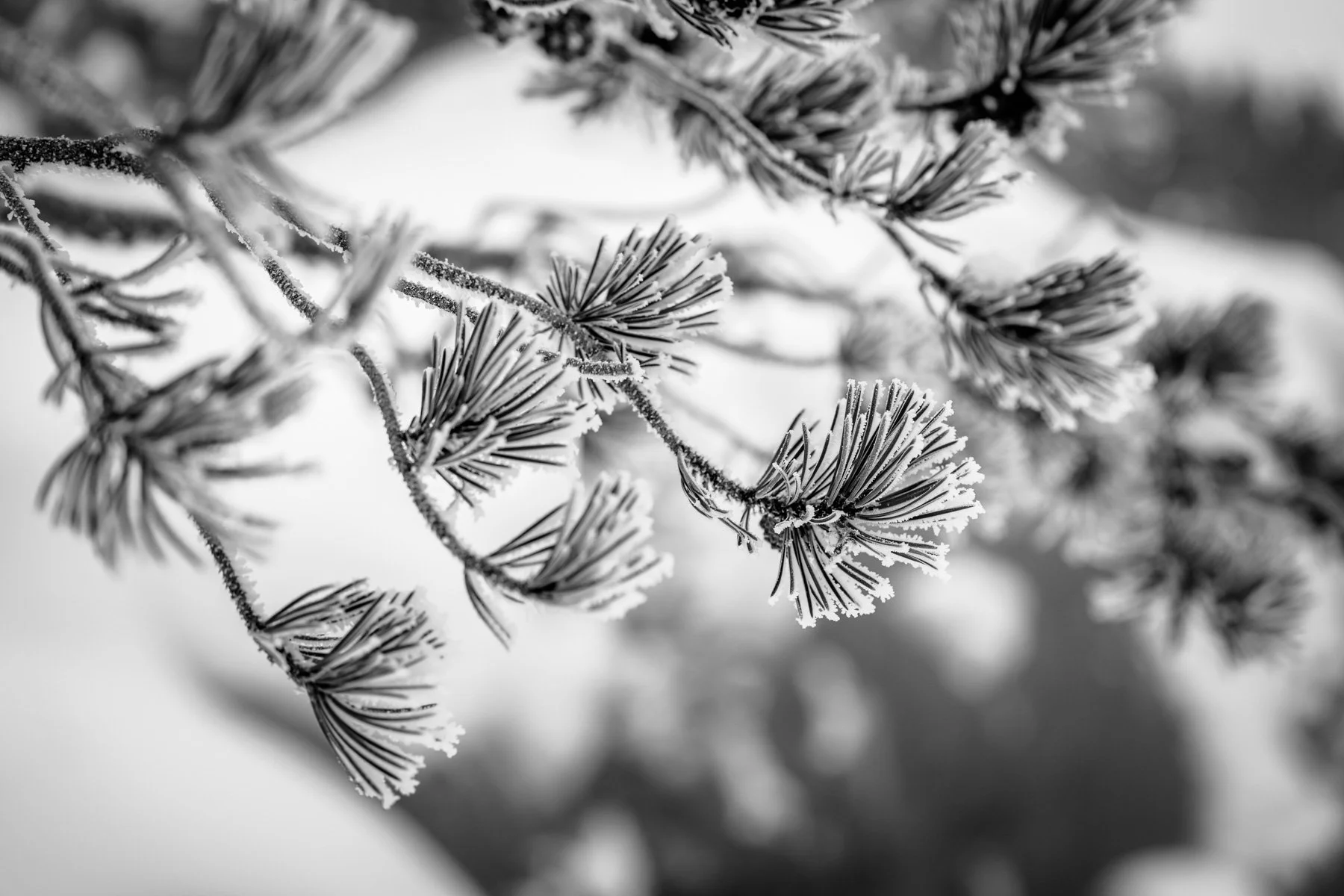 Yellowstone National Park Winter Landscape and Wildlife Photography-17.jpg