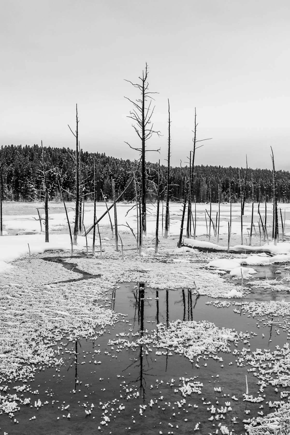 Yellowstone National Park Winter Landscape and Wildlife Photography-23.jpg