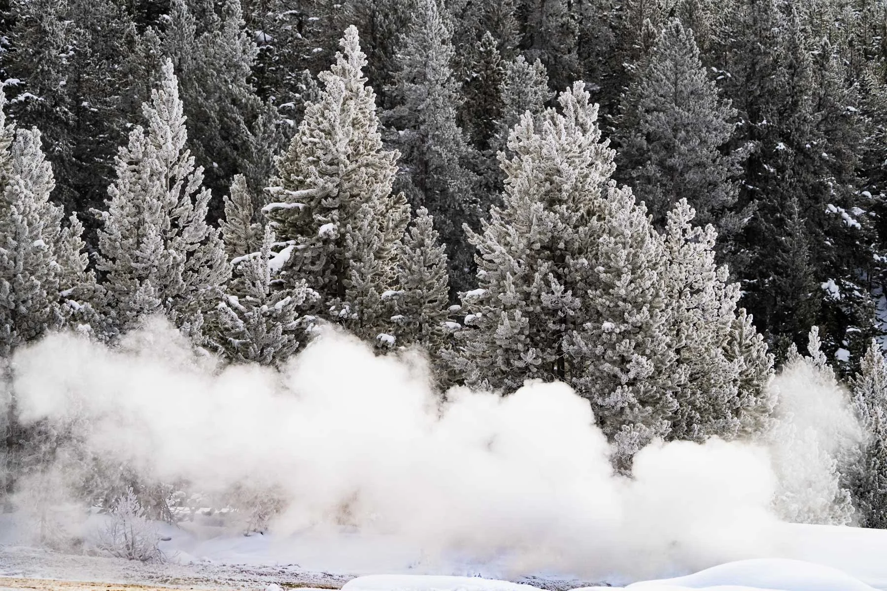 Yellowstone National Park Winter Landscape and Wildlife Photography-32.jpg