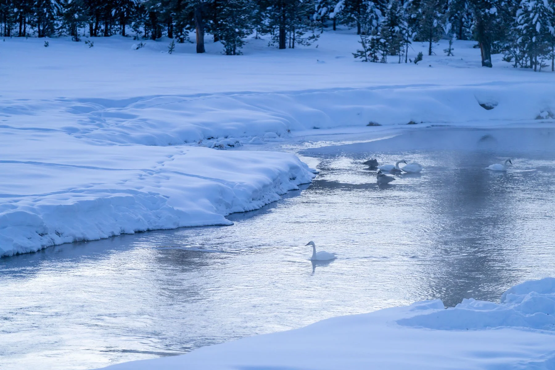Yellowstone National Park Winter Landscape and Wildlife Photography-44.jpg
