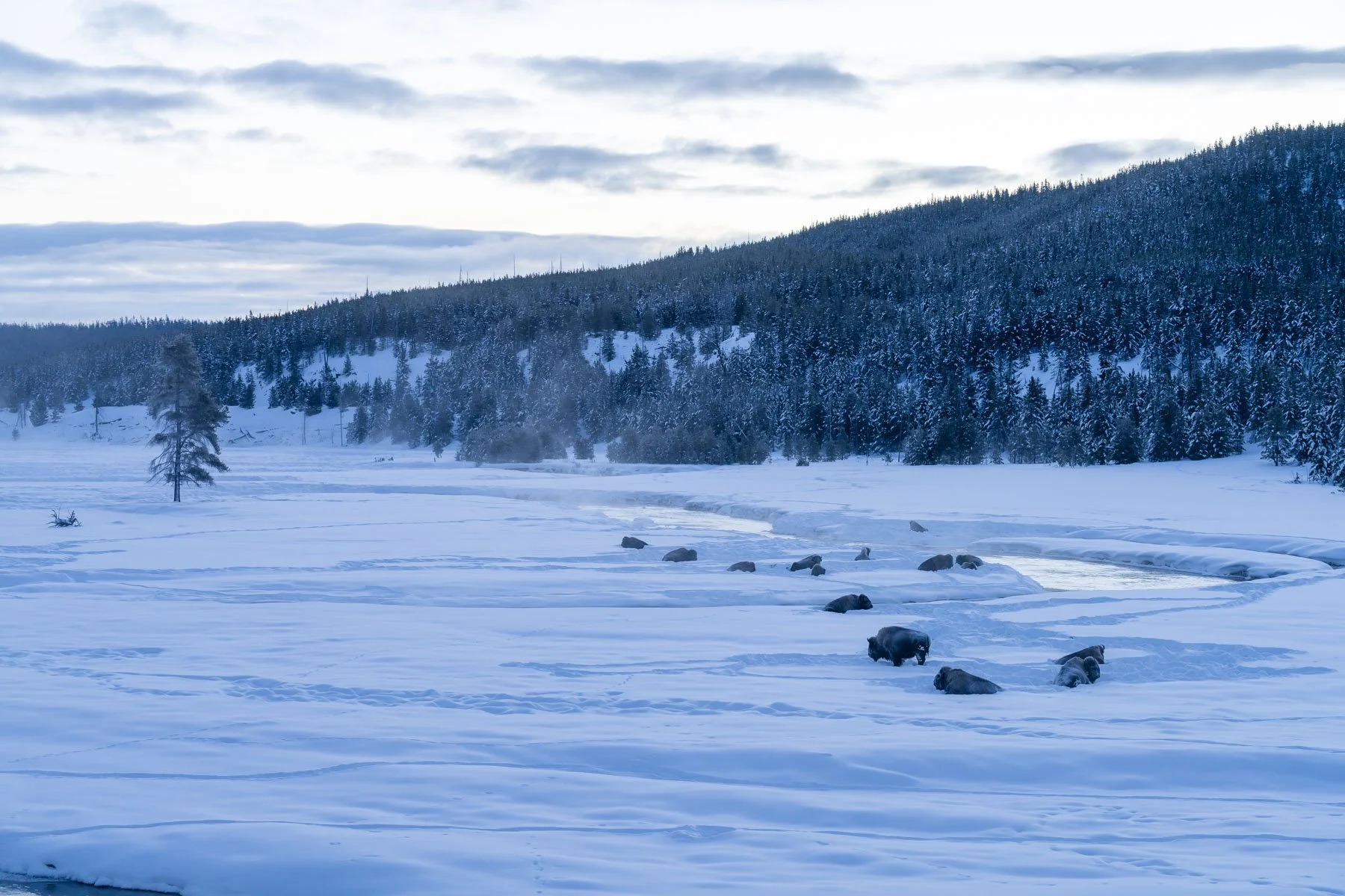 Yellowstone National Park Winter Landscape and Wildlife Photography-46.jpg