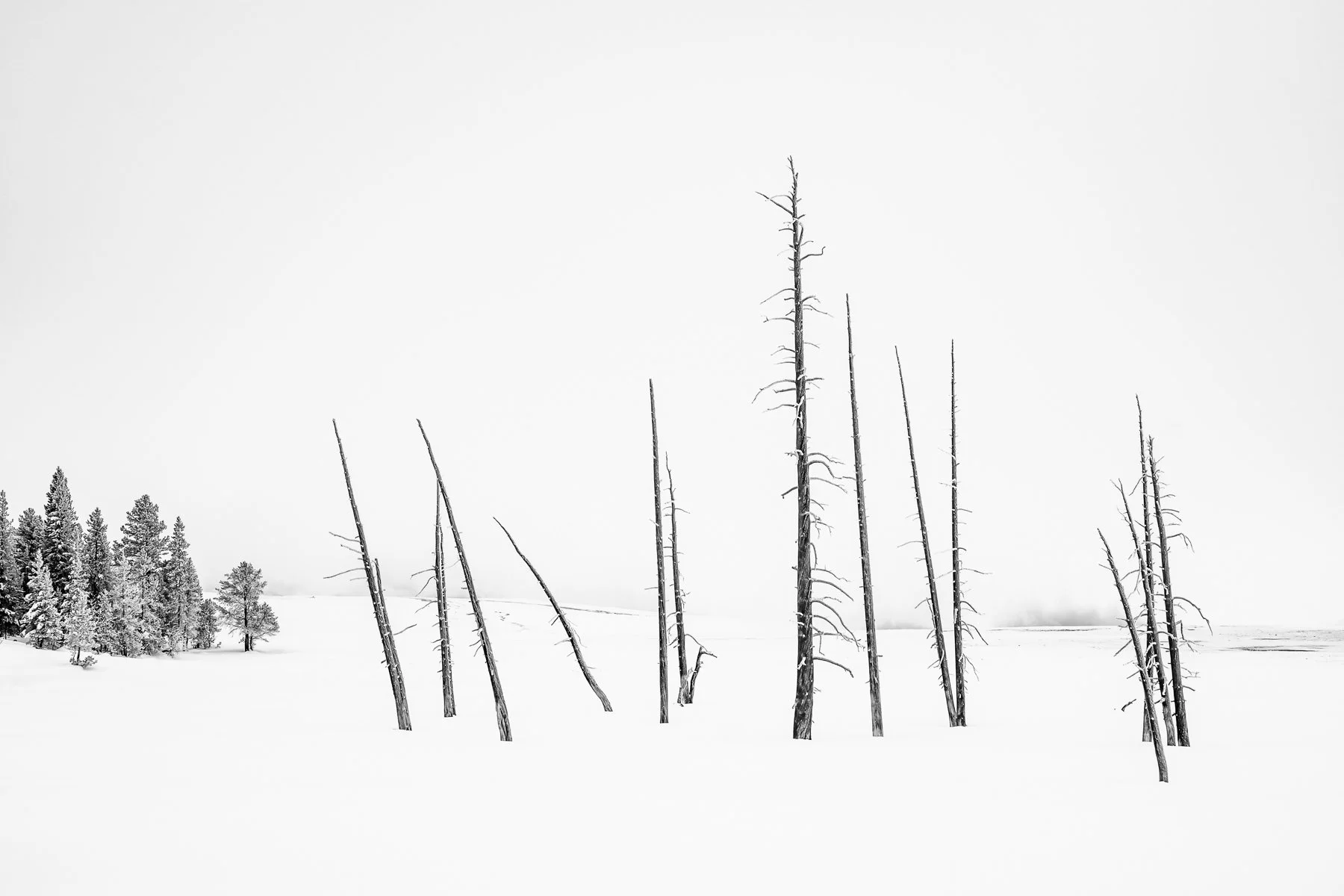 Yellowstone National Park Winter Landscape and Wildlife Photography-54.jpg