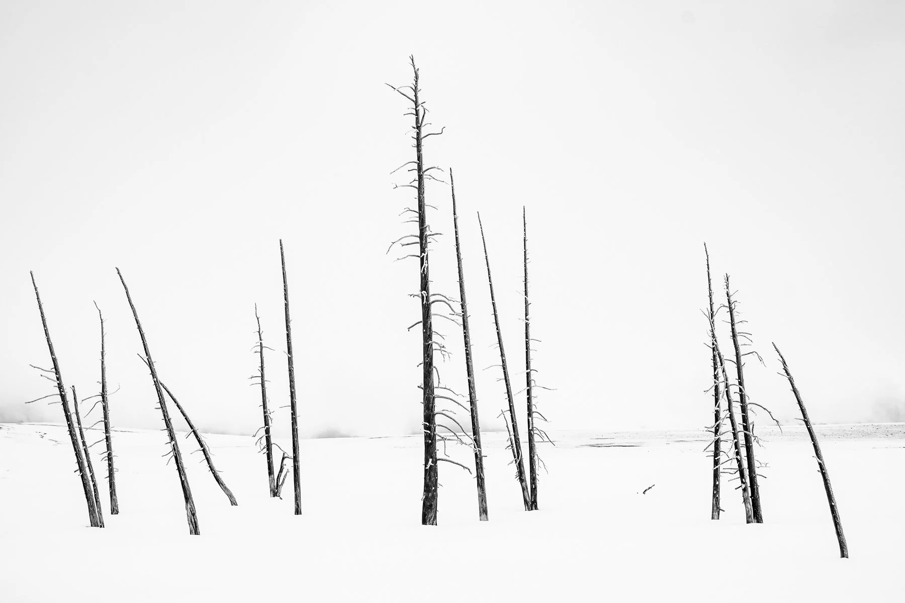 Yellowstone National Park Winter Landscape and Wildlife Photography-55.jpg
