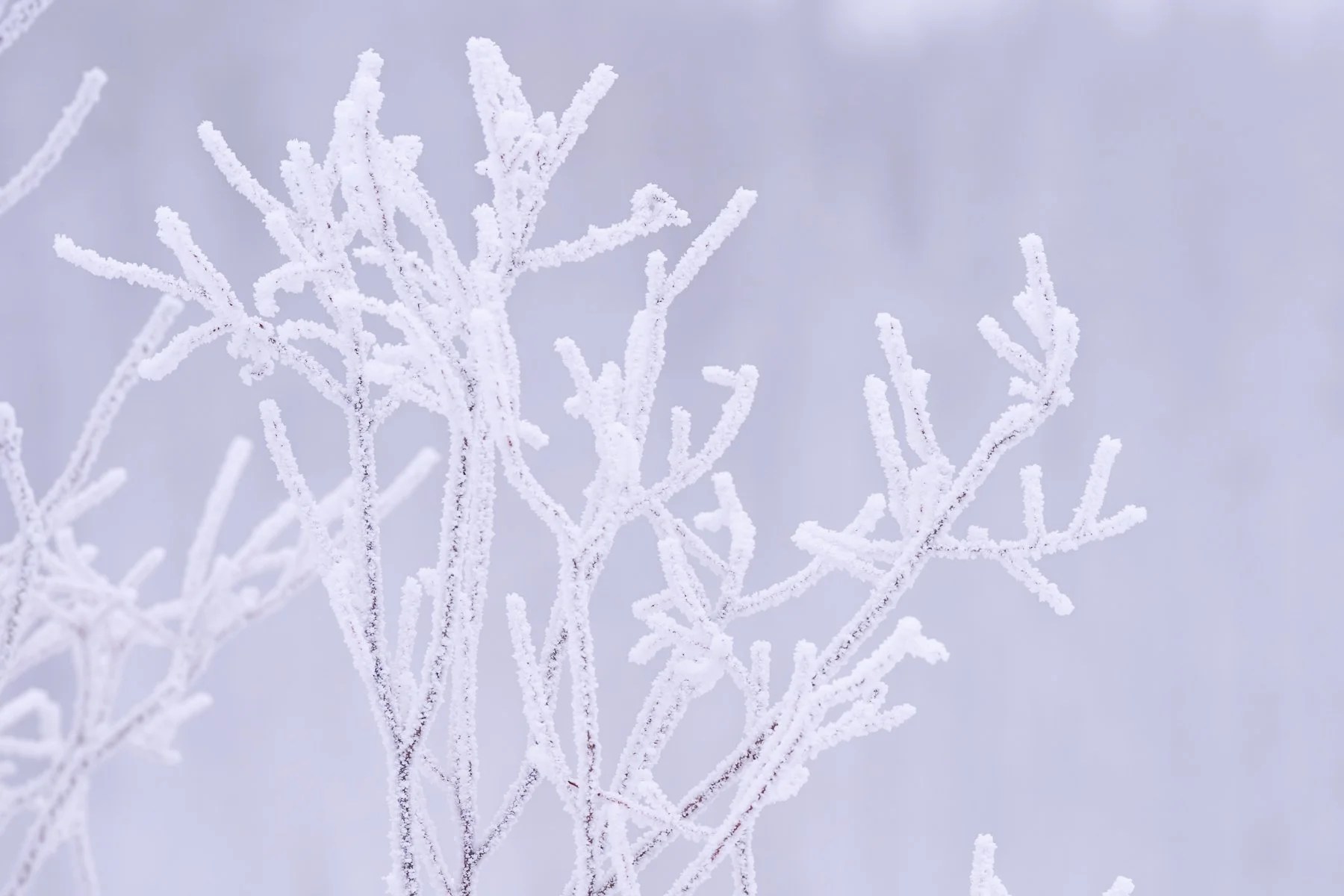 Yellowstone National Park Winter Landscape and Wildlife Photography-57.jpg