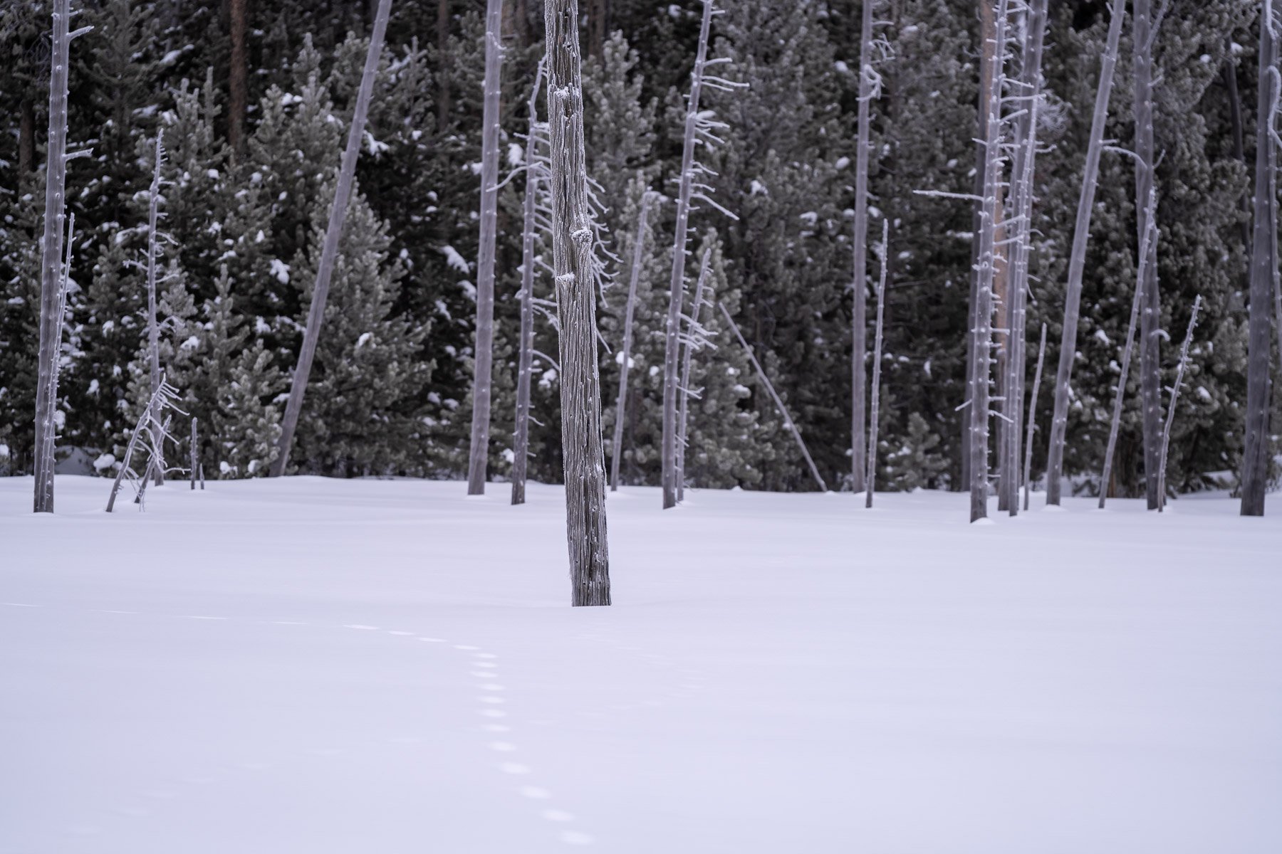 Yellowstone National Park Winter Landscape and Wildlife Photography-58.jpg