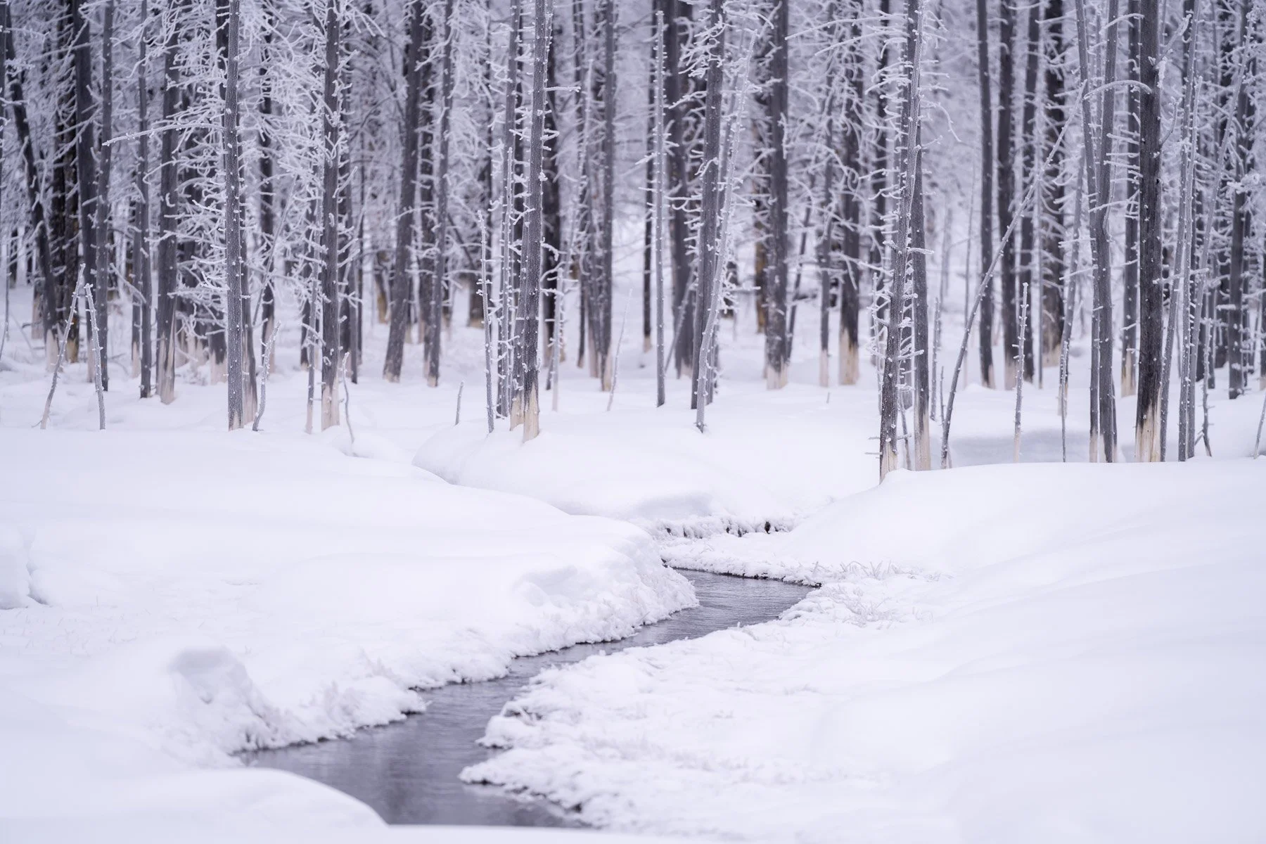 Yellowstone National Park Winter Landscape and Wildlife Photography-59.jpg