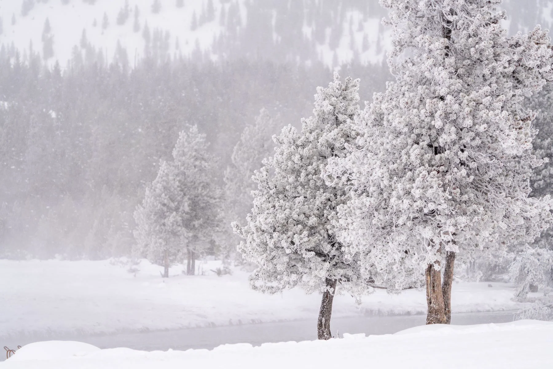 Yellowstone National Park Winter Landscape and Wildlife Photography-61.jpg