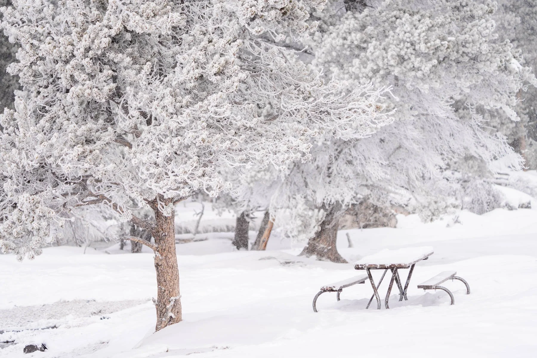 Yellowstone National Park Winter Landscape and Wildlife Photography-62.jpg
