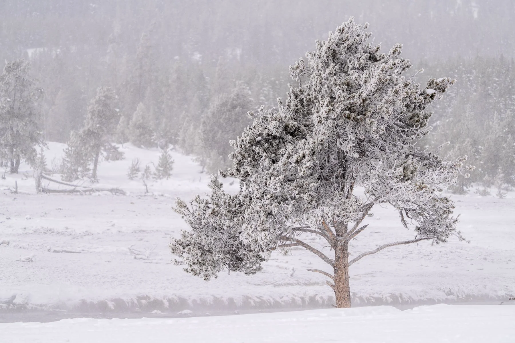Yellowstone National Park Winter Landscape and Wildlife Photography-63.jpg