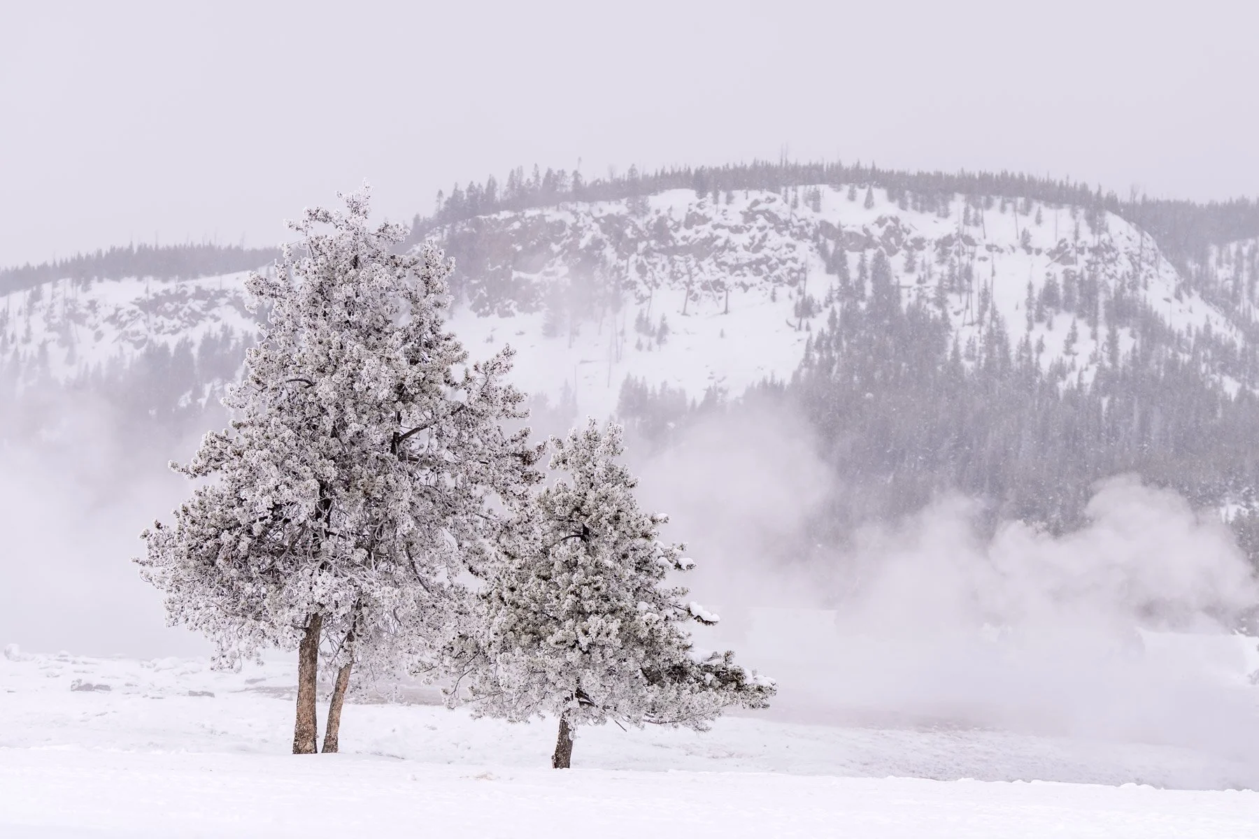 Yellowstone National Park Winter Landscape and Wildlife Photography-64.jpg