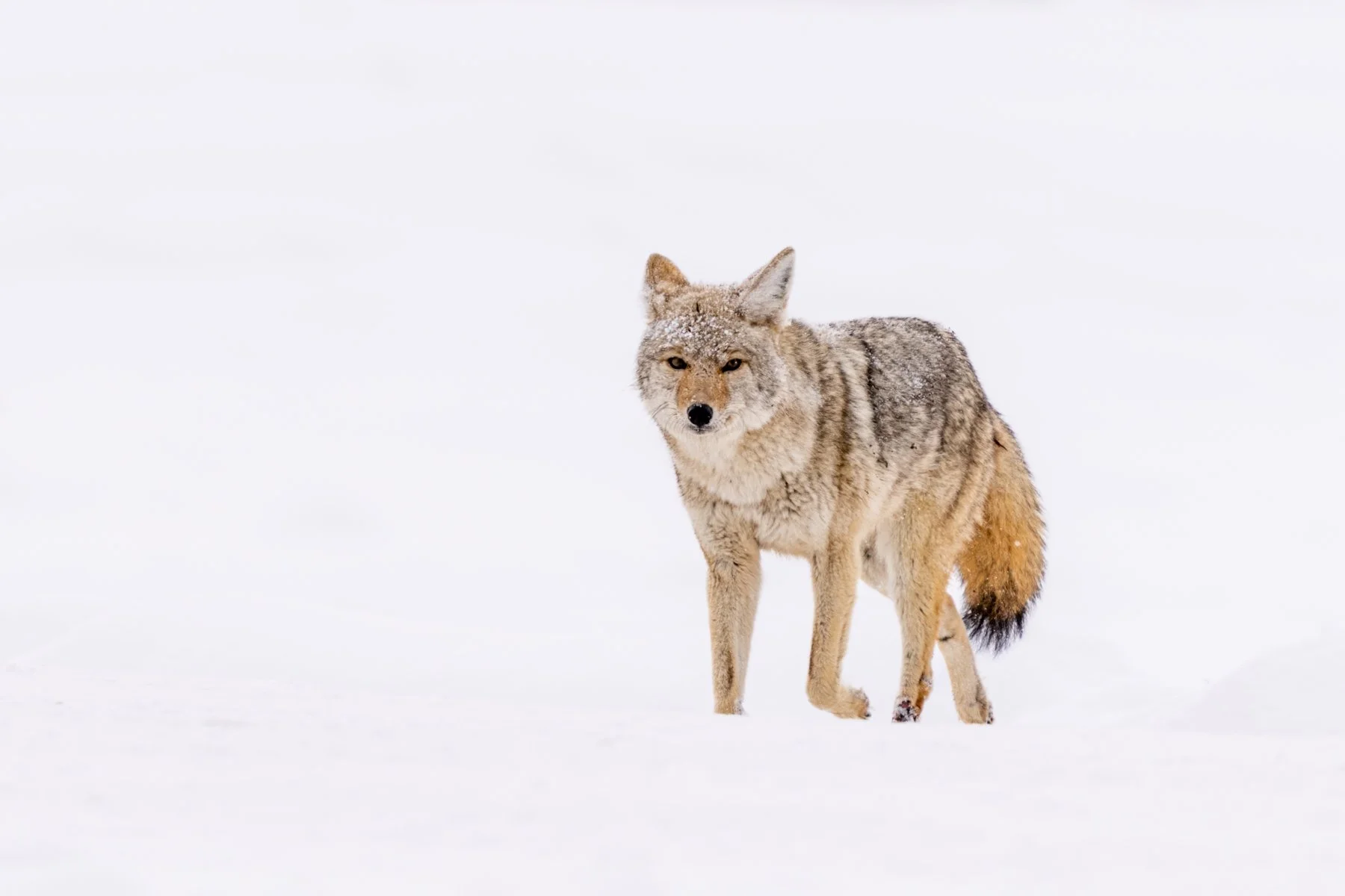 Yellowstone National Park Winter Landscape and Wildlife Photography-65.jpg