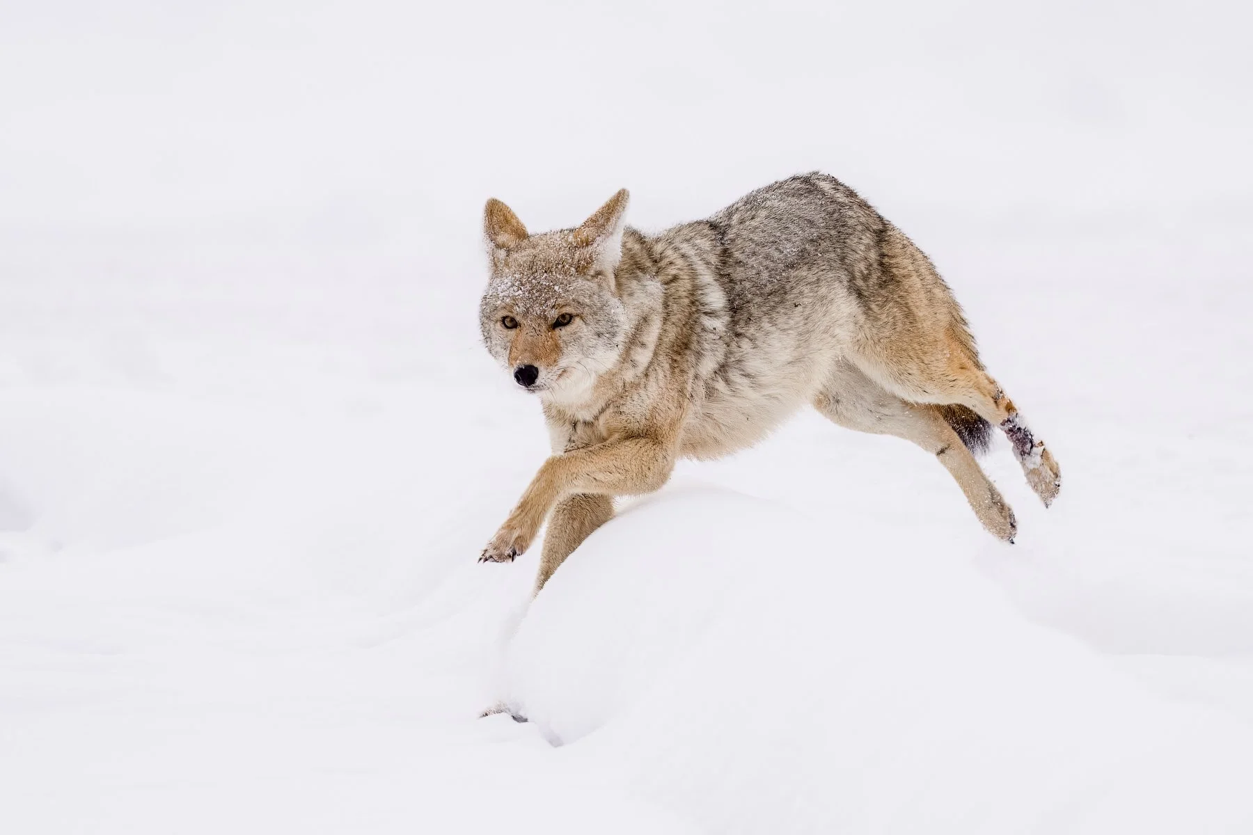 Yellowstone National Park Winter Landscape and Wildlife Photography-66.jpg
