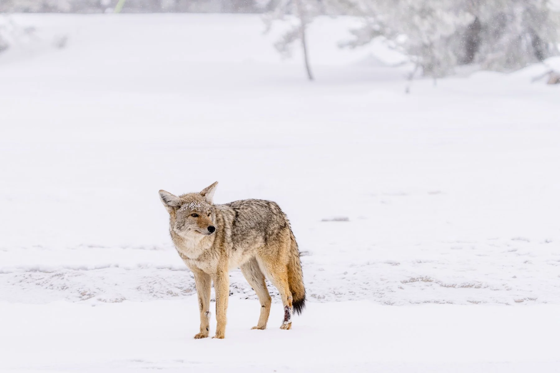Yellowstone National Park Winter Landscape and Wildlife Photography-67.jpg