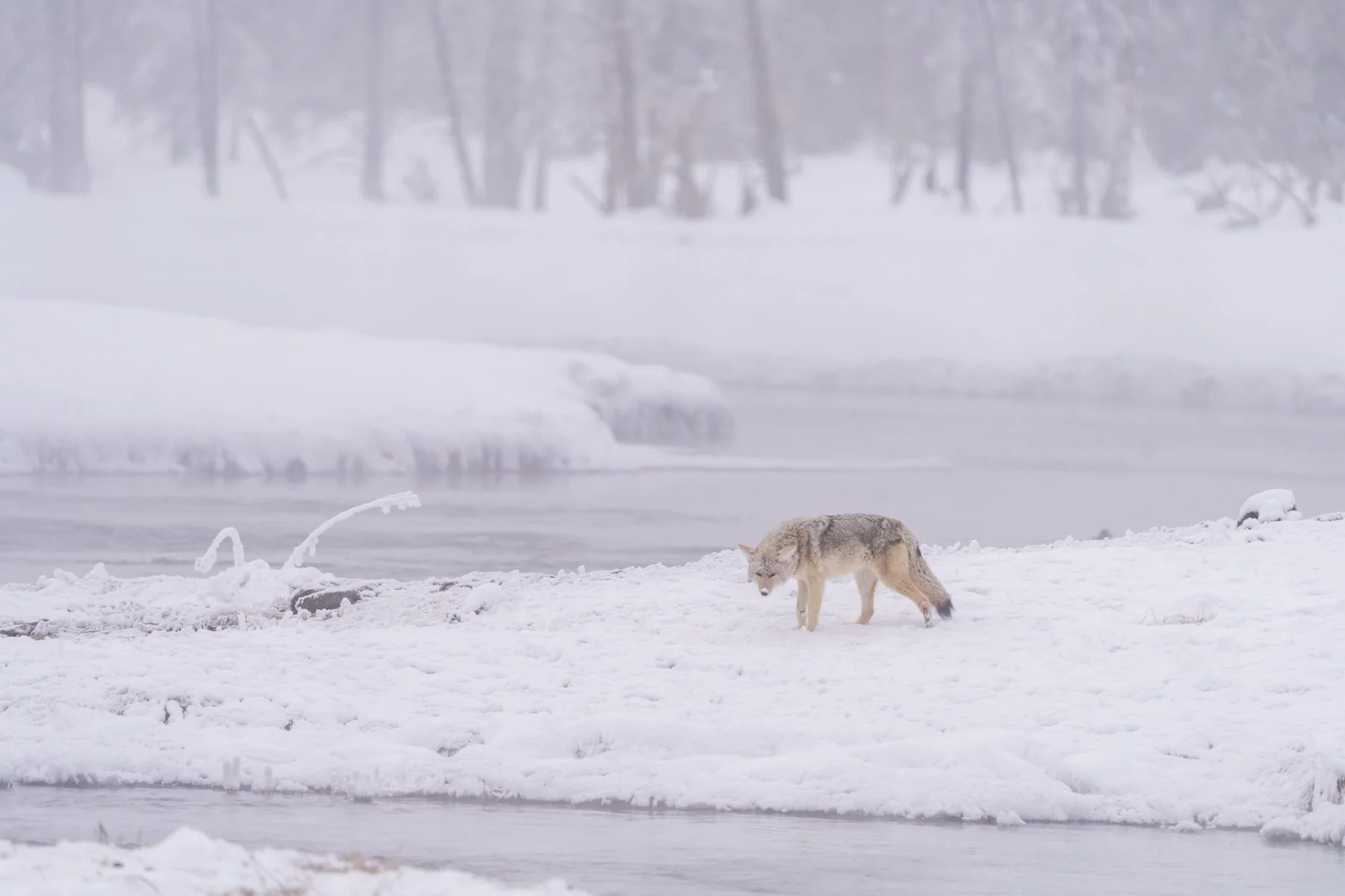 Yellowstone National Park Winter Landscape and Wildlife Photography-68.jpg