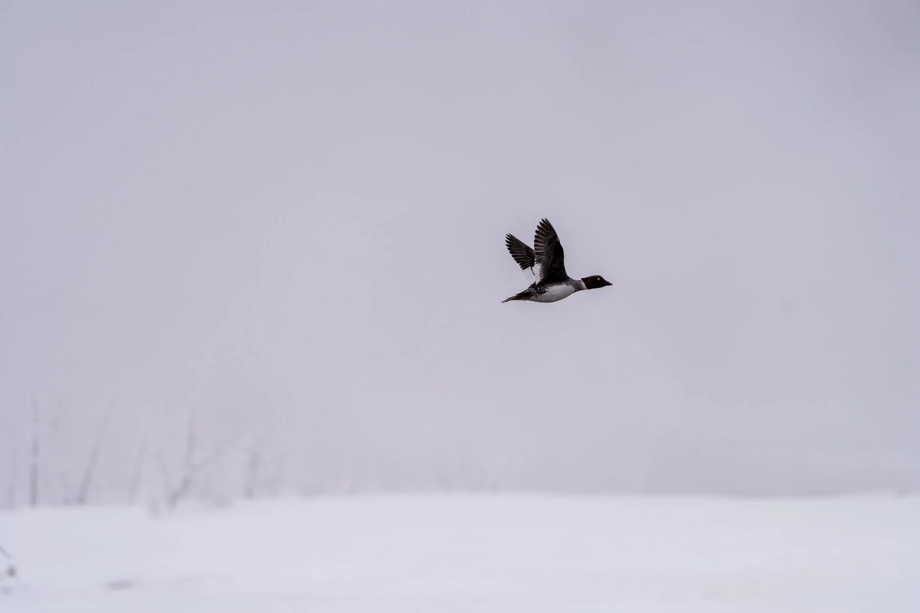 Yellowstone National Park Winter Landscape and Wildlife Photography-69.jpg