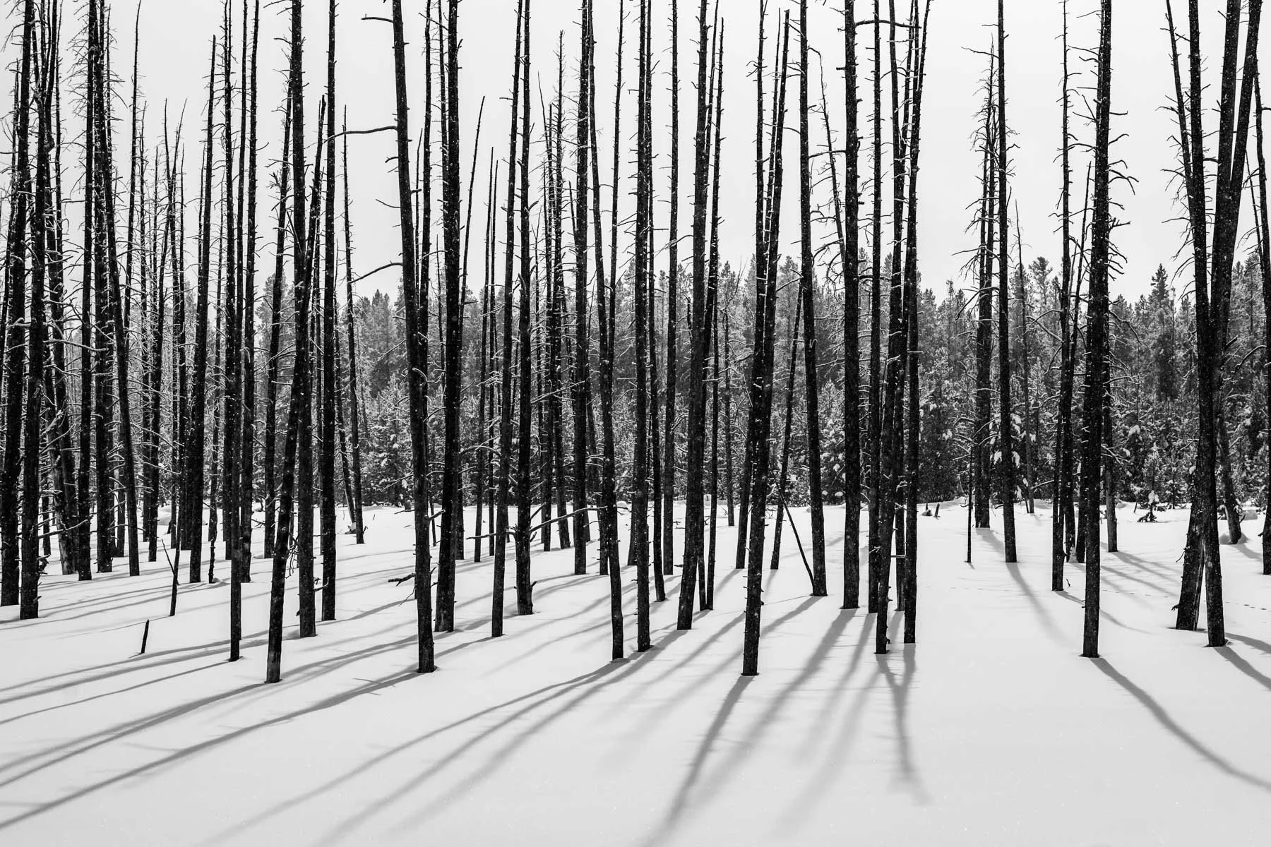 Yellowstone National Park Winter Landscape and Wildlife Photography-70.jpg