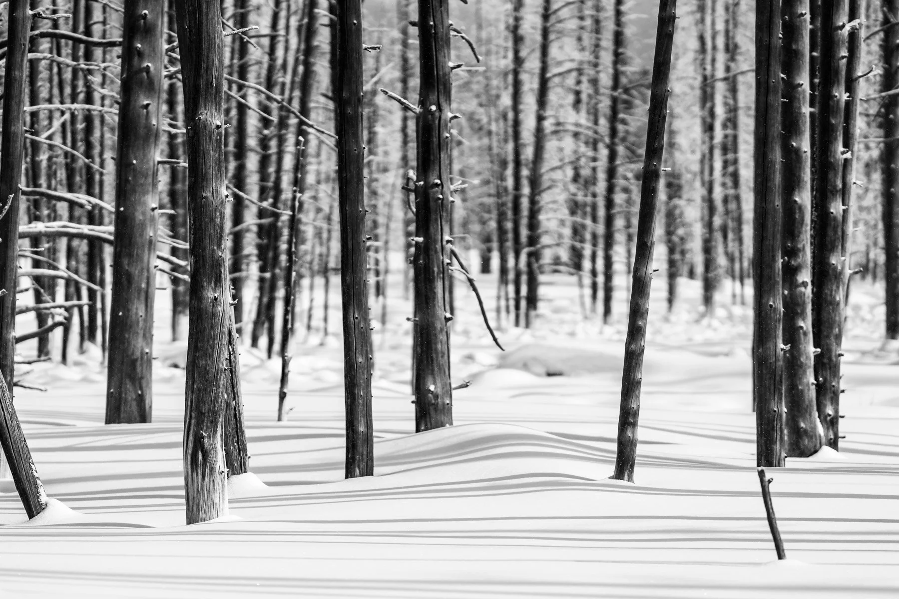 Yellowstone National Park Winter Landscape and Wildlife Photography-71.jpg