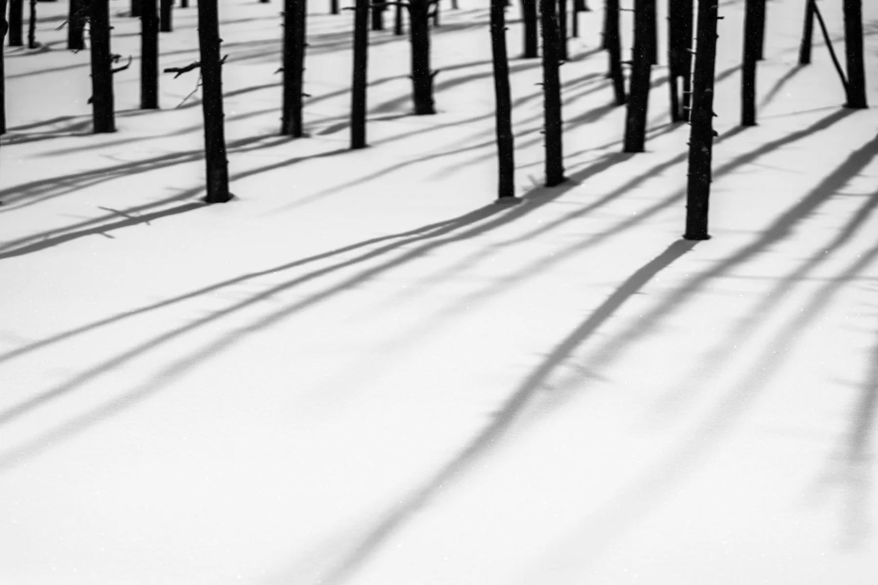 Yellowstone National Park Winter Landscape and Wildlife Photography-72.jpg