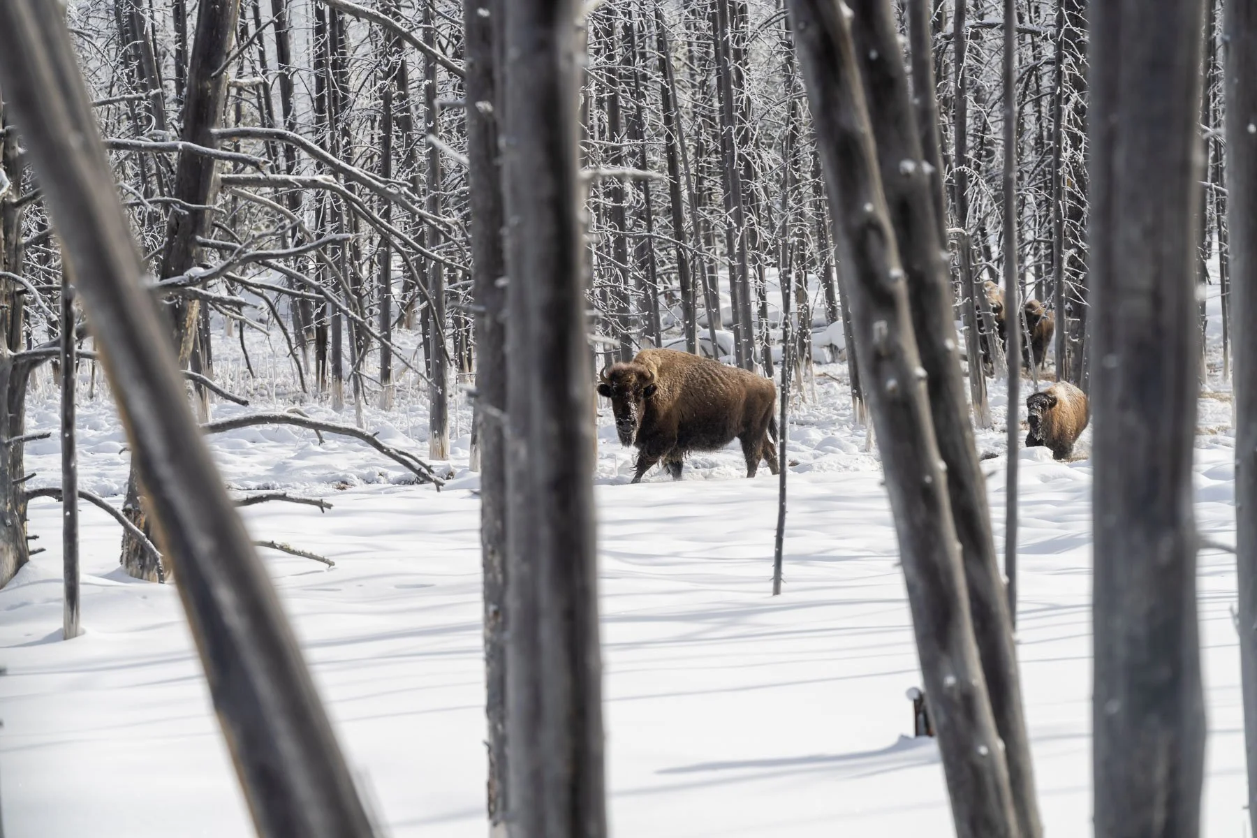 Yellowstone National Park Winter Landscape and Wildlife Photography-73.jpg