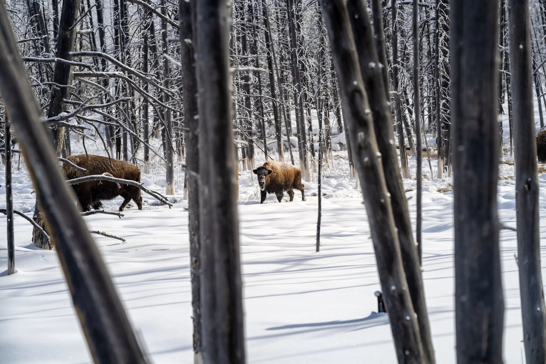 Yellowstone National Park Winter Landscape and Wildlife Photography-74.jpg