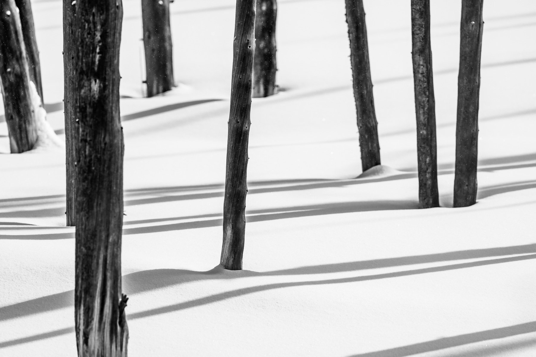 Yellowstone National Park Winter Landscape and Wildlife Photography-75.jpg