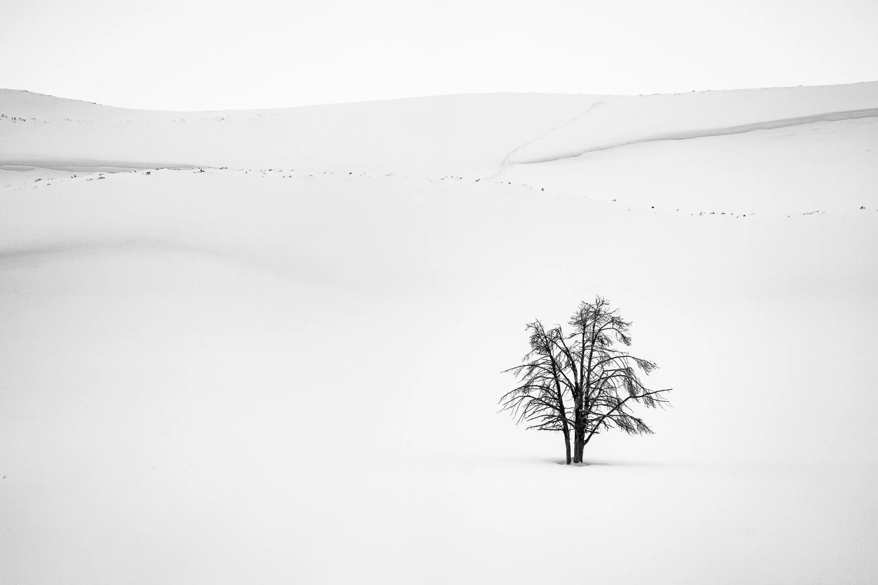 Yellowstone National Park Winter Landscape and Wildlife Photography-77.jpg