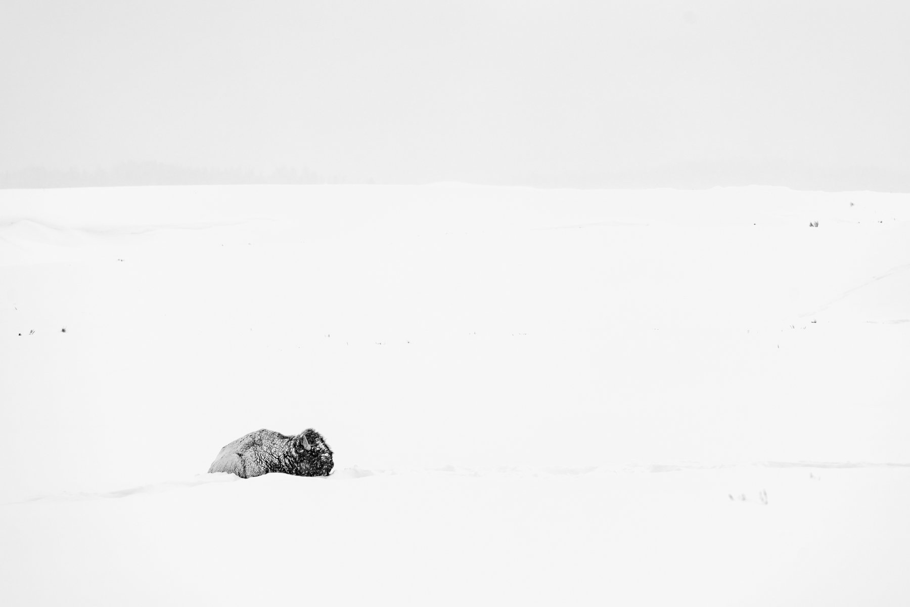 Yellowstone National Park Winter Landscape and Wildlife Photography-78.jpg