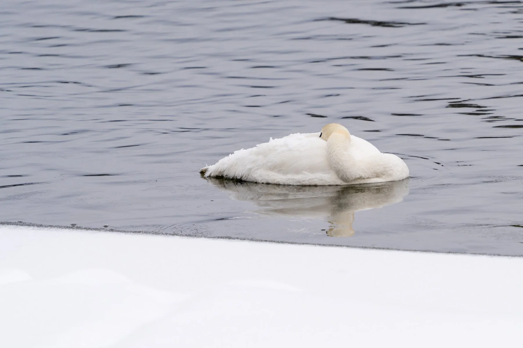 Yellowstone National Park Winter Landscape and Wildlife Photography-81.jpg